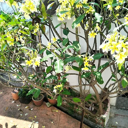 Mori Jonker Homestay Malacca Exterior photo